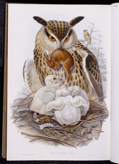 "Avrupa Kuşları"ndan Büyük Bir Baykuş ve Civcivler, 1832-37