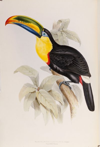 A Monograph of the Ramphastidae veya Family of Toucans, Birinci Baskı, 1834