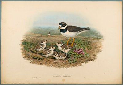 Aegialitis Hiaticula - Halkalı Cılıbıt (dokuma kağıt üzerinde renkli lito) by John Gould