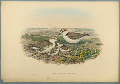 Aegialophilus Cantianus - Kentish Plover (dokuma kağıt üzerinde renkli lito) by John Gould