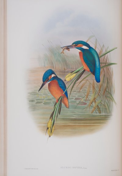 Alcedo Ispida, John Gould