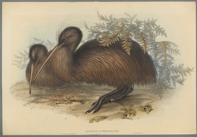 Apteryx Australis (dokuma kağıt üzerinde renkli lito) by John Gould