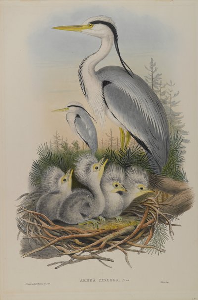 Ardea Cinerea - Heron  by John Gould