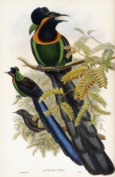 Astrapian Eser by John Gould
