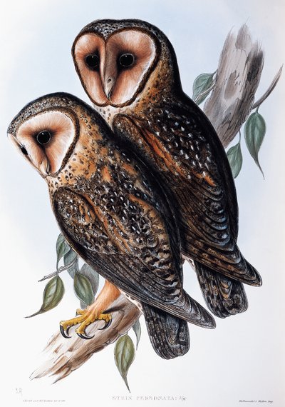 Avustralya Maskeli Baykuşu (Strix personata), Birds of Australia