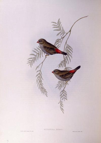 Güzel ateş kuyruğu (Stagonopleura bella), John Gould tarafından gravür by John Gould