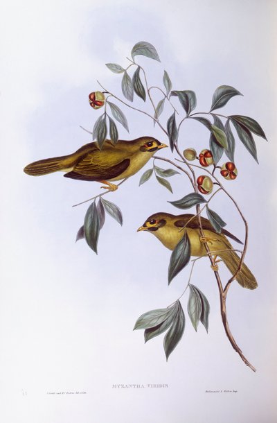 Bell madenci (Manorina melanophrys), John Gould tarafından gravür by John Gould
