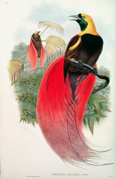 T. Walter tarafından oyulmuş Cennet Kuşu by John Gould