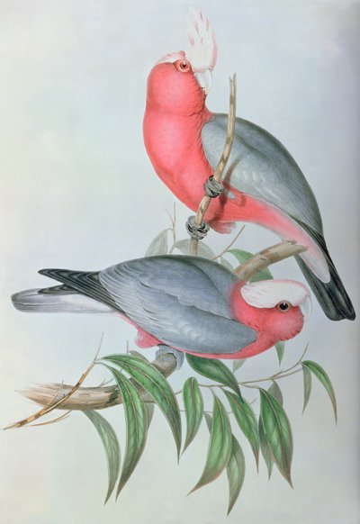 Asya Kuşları by John Gould
