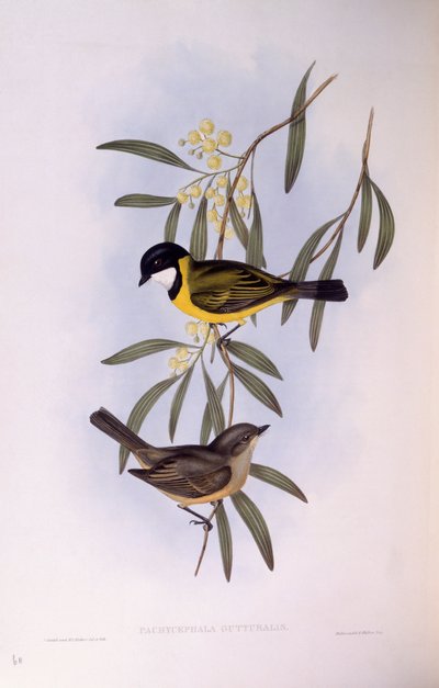 Kara kuyruklu ıslıkçı (Pachycephala melanura), John Gould tarafından gravür by John Gould