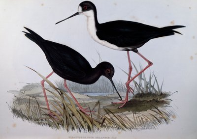 Siyah Uzunbacak (Himantopus novaezelandiae), Birds of Australia