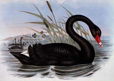Siyah Kuğu (Cygnus atratus), Avustralya Kuşları