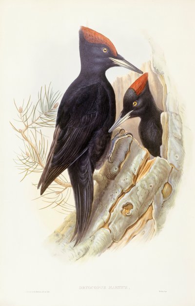 Kara ağaçkakan (Dryocopus martius), John Gould tarafından gravür by John Gould