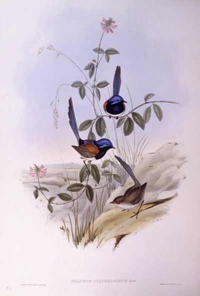 Mavi göğüslü peri kuşu (Malurus pulcherrimus), John Gould tarafından gravür by John Gould