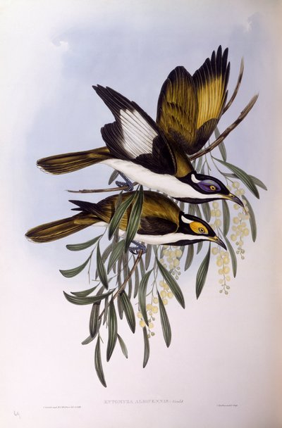 Mavi yüzlü bal yiyici (Entomyzon cyanotis), John Gould tarafından gravür by John Gould