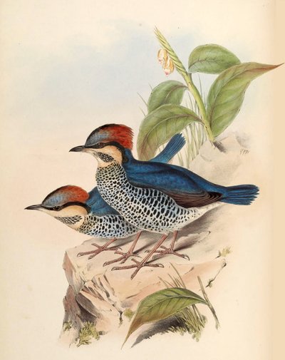 Mavi Pitta Pitta cyanea Blyth by John Gould