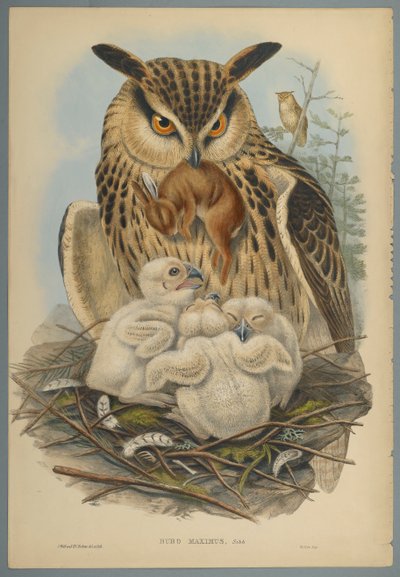 Bubo Maximus: Baykuş (dokuma kağıt üzerinde renkli lito) by John Gould