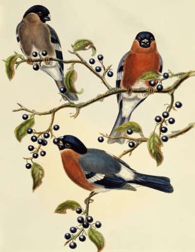 Şakrak kuşu (Pyrrhula pyrrhula), John Gould (1804-1881) tarafından yapılan gravür. Birleşik Krallık by John Gould