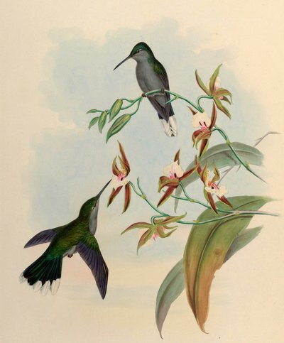 Campylopterus latipennis = Campylopterus largipennis by John Gould