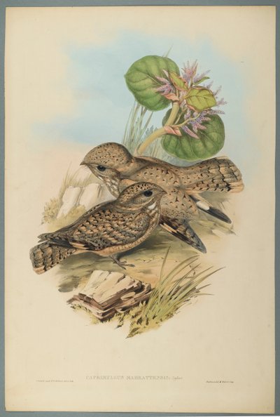 Caprimulgus Mahrattensis, Nightjar (dokuma kağıt üzerinde renkli lito) by John Gould