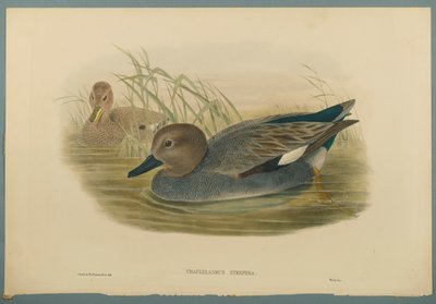 Chaulelasmus Strepera: Gadwell Ördekler (dokuma kağıt üzerinde renkli lito) by John Gould
