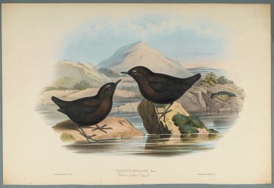 Cinclus Pallasi: Pallas Su Ouzeli (dokuma kağıt üzerinde renkli lito) by John Gould