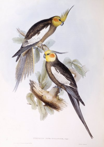 Papağan (Nymphicus hollandicus), John Gould tarafından gravür by John Gould