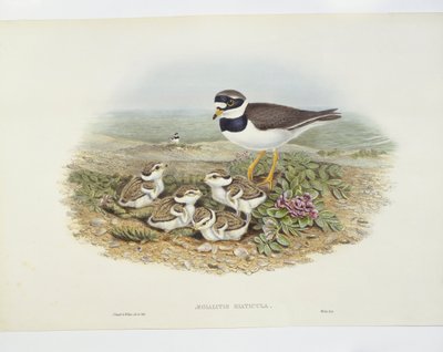 Ortak halkalı cılıbıt (Charadrius hiaticula), illüstrasyon by John Gould