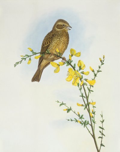 Mısır kiraz kuşu (Miliaria o Emberiza calandra), John Gould tarafından gravür by John Gould