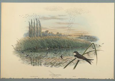 Cotyle Riparia (dokuma kağıt üzerinde renkli lito) by John Gould