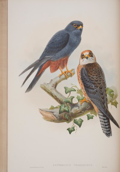 Erythropus Vespertinus, John Gould