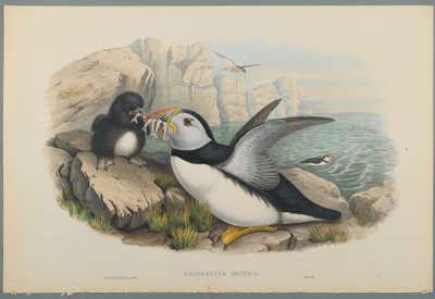 Fratercula Arctica: Puffin (dokuma kağıt üzerinde renkli lito) by John Gould