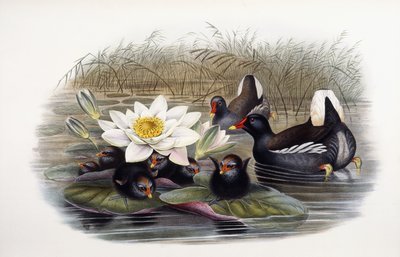 Gallinula kloropus by John Gould
