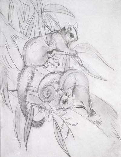 Süzülen Ossumlar (kalem) by John Gould