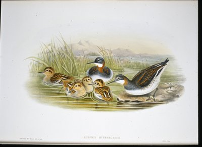 Parlak Ibis (Falcinellus Igneus) (elle boyanmış litho) by John Gould