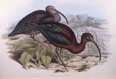 Parlak ibis (Plegadis falcinellus), John Gould tarafından gravür by John Gould