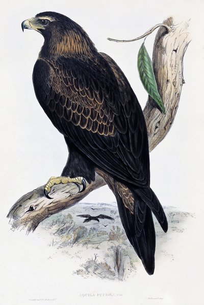 Altın Kartal (Aquila chrysaetos), John Gould (1804-1881), Birleşik Krallık tarafından Avustralya ve Büyük Britanya Kuşları