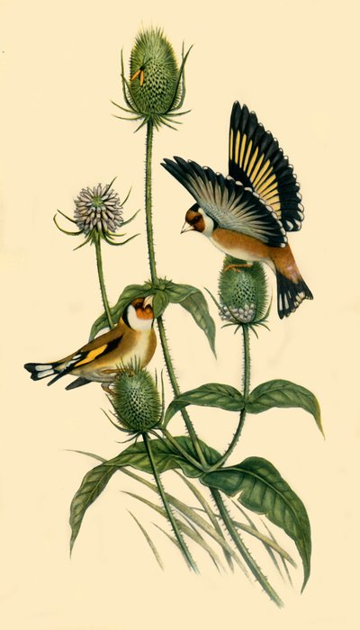 Saka Kuşları, 1863, 1942. by John Gould