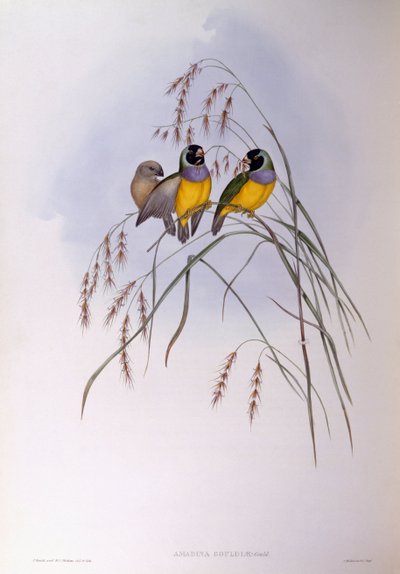 Gouldian ispinozu (Chloebia veya Erythrura gouldiae), John Gould tarafından gravür by John Gould