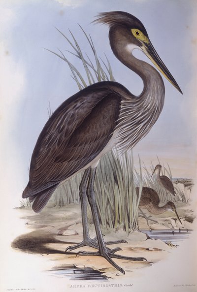 Büyük gagalı balıkçıl (Ardea sumatrana), John Gould tarafından gravür by John Gould
