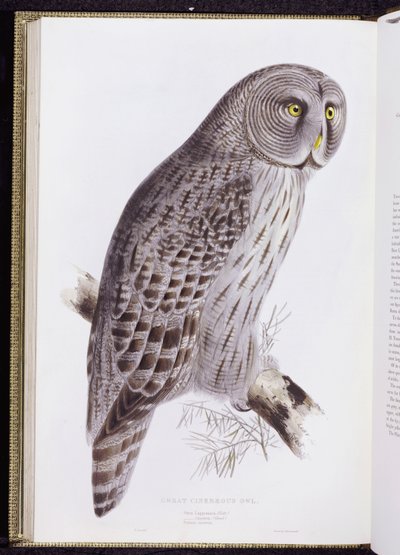 Büyük Cinereous Owl, "The Birds of Great Britain"den, Londra
