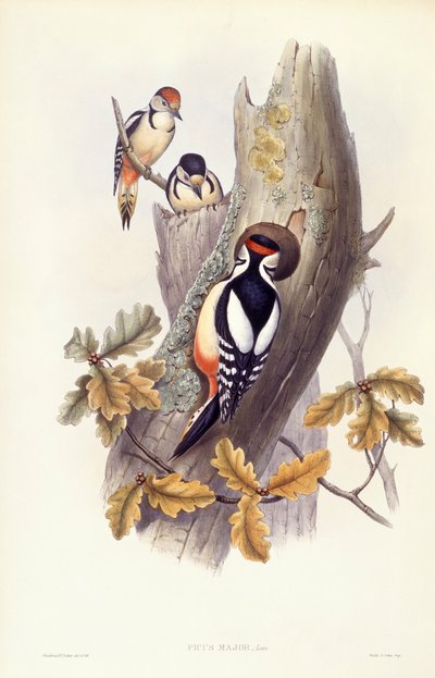 Büyük benekli ağaçkakan (Dendrocopos major), John Gould tarafından gravür by John Gould