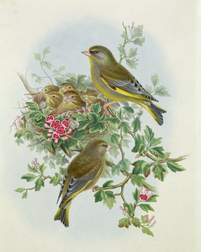 Greenfinch, 1873 (wc, kağıt üzerine kalem) by John Gould