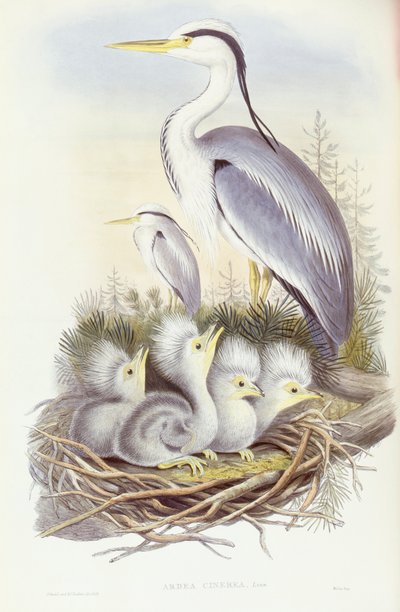 Gri balıkçıl (Ardea cinerea), John Gould tarafından gravür by John Gould