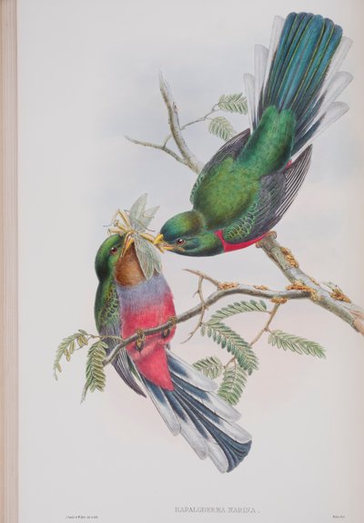 Hapaloderma Narina, plate from The Birds of Great Britain by John Gould, published 1862-73 (hand-coloured litho) by John Gould