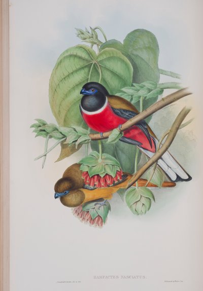 Harpactes Kasumba, John Gould