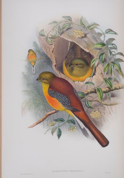Harpactes Reinwardti, John Gould