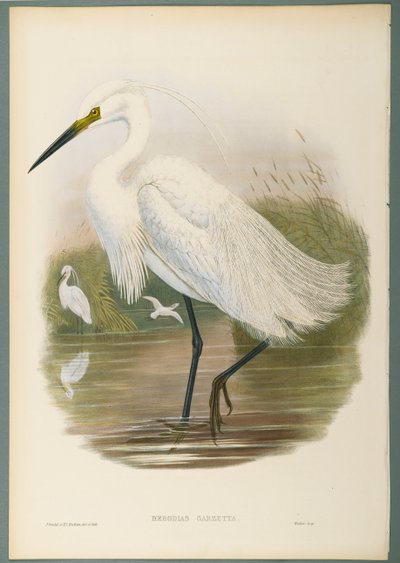 Herodias Garzetta - Küçük Ak balıkçıl (dokuma kağıt üzerinde renkli taş) by John Gould