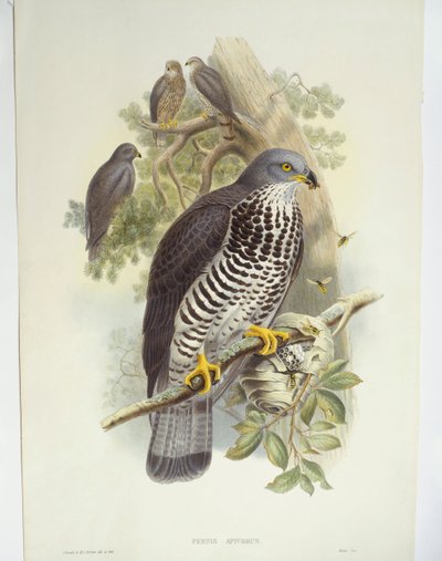 Bal-şahin (Pernis apivorus), illüstrasyon by John Gould