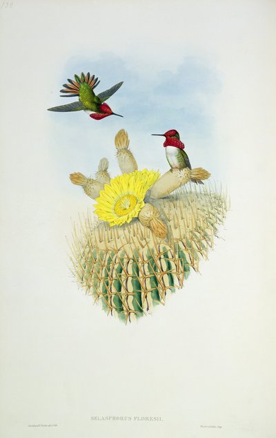 Walter ve Cohn tarafından kazınmış Sinek Kuşu by John Gould